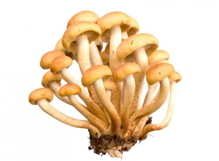 Funghi Chiodini
