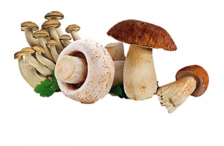 Funghi TRIS